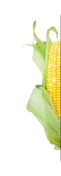 Graphic of half an ear of corn