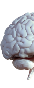 Graphic of half a brain