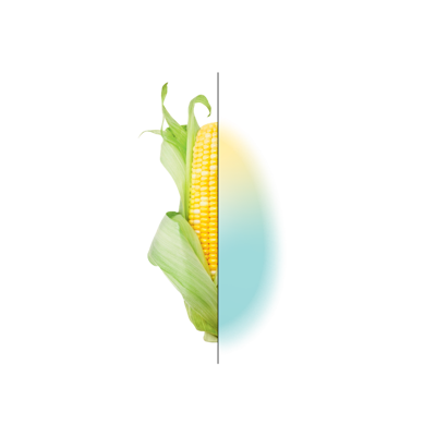 Graphic of half an ear of corn with a blue and yellow gradient making up the other half