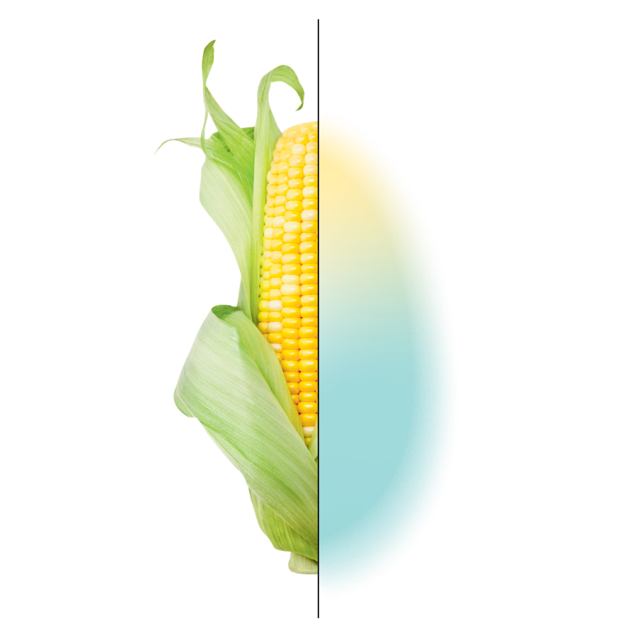 Graphic of half an ear of corn with a blue and yellow gradient making up the other half