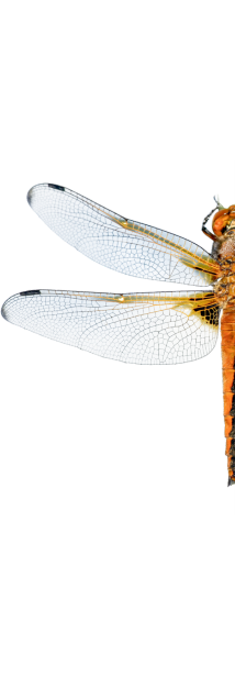 Graphic of half a dragonfly